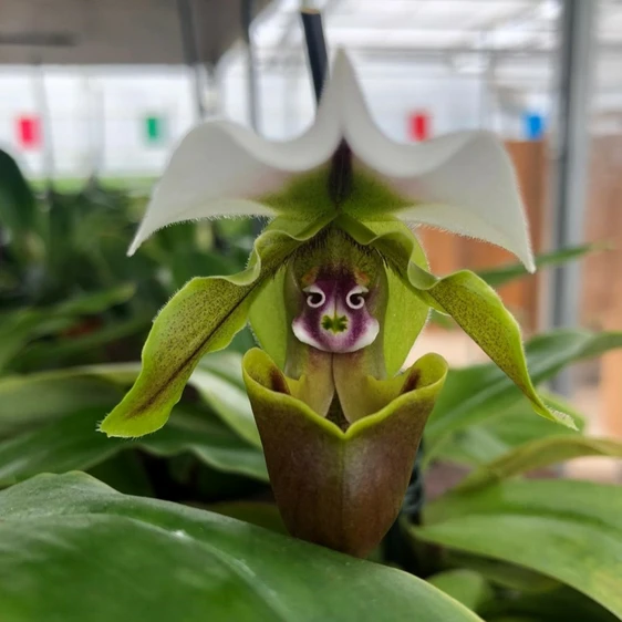 Paphiopedilum 'Milano' - image 1