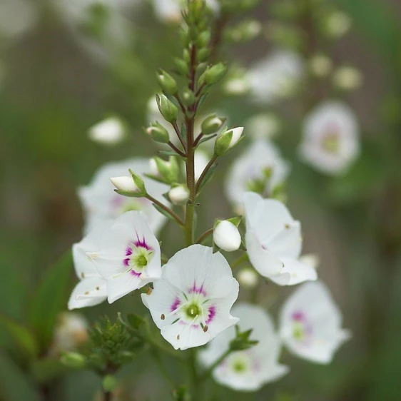 Parahebe catarractae 'Avalanche' 9cm