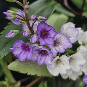 Image Credit: Kernock Park Plants Ltd.