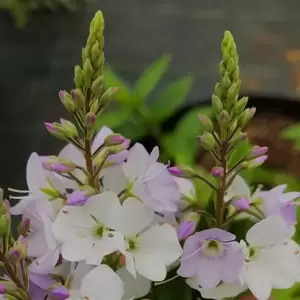 Picture Credit - Seiont Nurseries