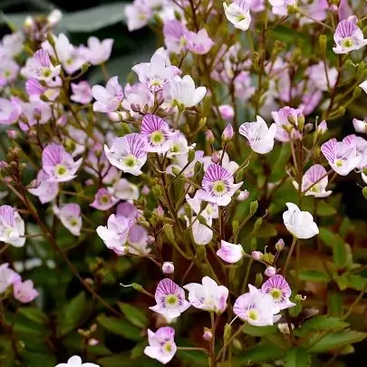 Parahebe catarractae 'Pink Delight'