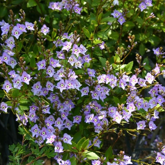 Picture Credit - Kernock Park Plants Ltd.