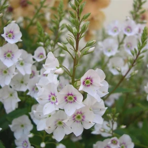 Picture Credit -  Kernock Park Plants Ltd.