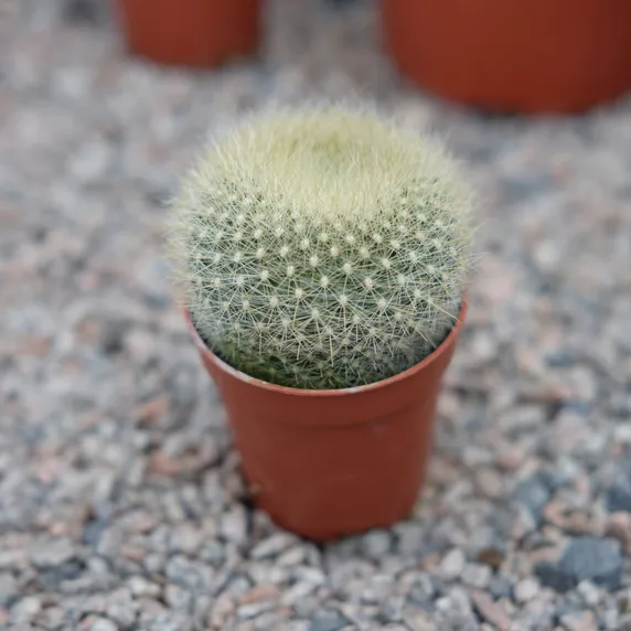 Parodia haselbergii - image 1