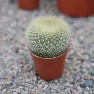 Parodia haselbergii - image 1