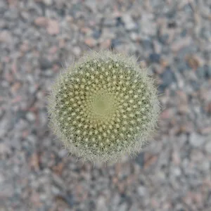 Parodia haselbergii - image 2