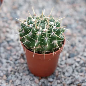 Parodia mammulosa