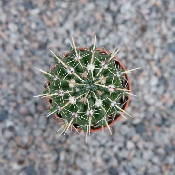 Parodia mammulosa - image 2