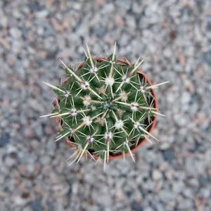 Parodia mammulosa - image 2