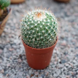 Parodia microsperma