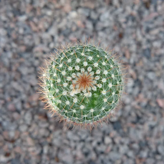 Parodia microsperma - image 2