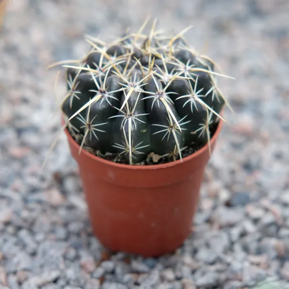 Parodia turecekiana - image 1