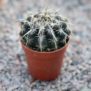 Parodia turecekiana