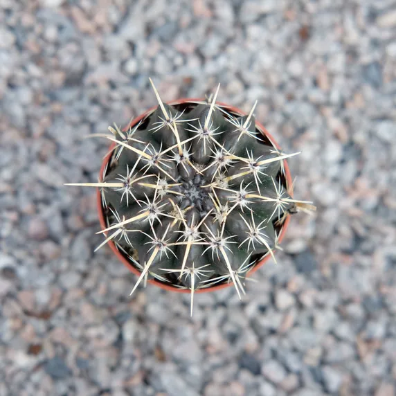 Parodia turecekiana - image 2