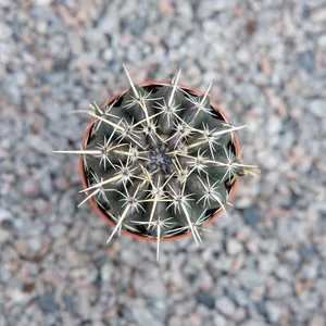 Parodia turecekiana - image 2