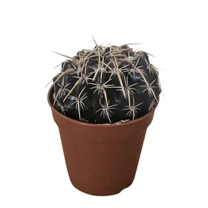 Parodia turecekiana