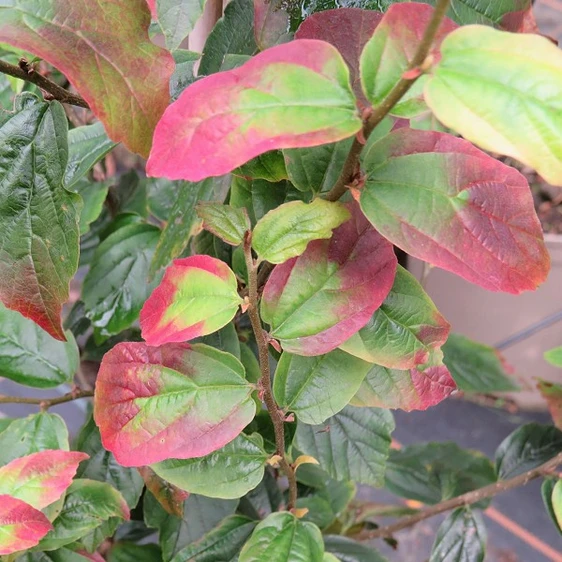 Picture Credit - Yorkshire Plants