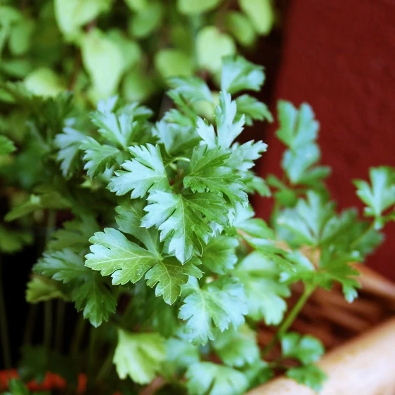 Parsley Flat 1L