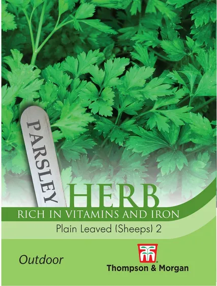 Parsley Plain Leaved (Sheeps) 2 - image 1