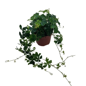 Parthenocissus striata 'Inserta'