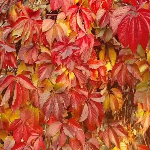 Parthenocissus quinquefolia - image 1