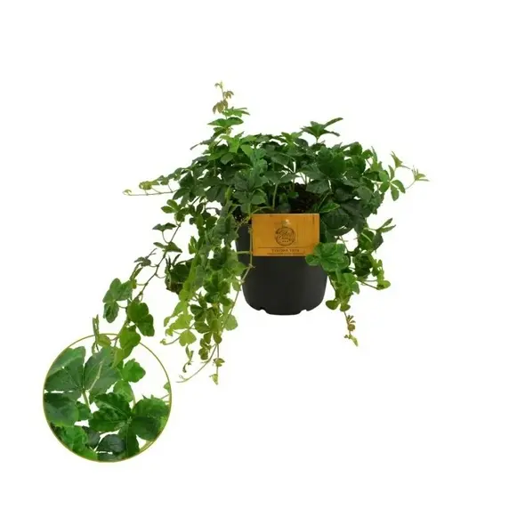 Parthenocissus striata 12cm