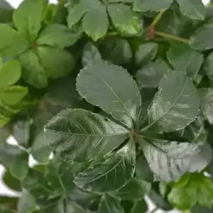 Parthenocissus striata 'Verona Vein' 15cm Hanging Pot - image 2