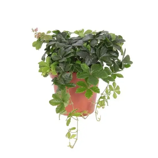 Parthenocissus striata 'Verona Vein' 12cm - image 1