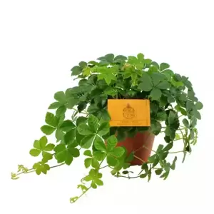 Parthenocissus striata 'Verona Vein' 12cm - image 3
