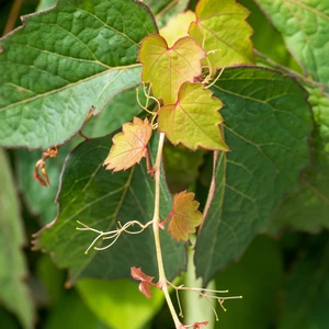 Parthenocissus tricuspidata 'Veitchii' - image 2