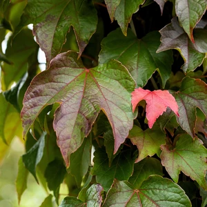 Parthenocissus tricuspidata 'Veitchii' - image 2