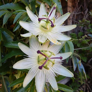 Passiflora caerulea 'Constance Elliott'