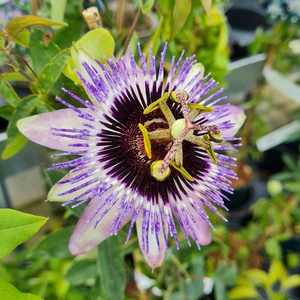 Passiflora caerulea 'Damsel's Delight'