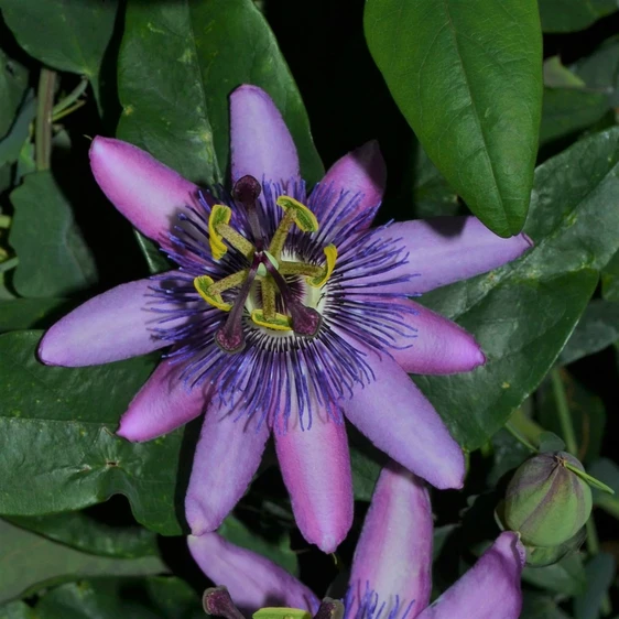 Picture Credit - New Leaf Clematis