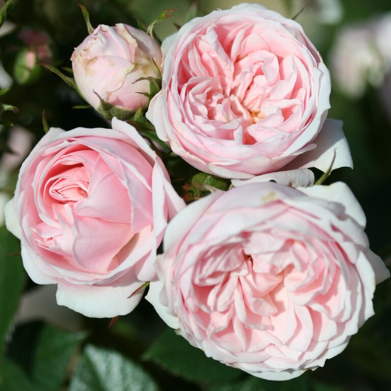 Patio Roses Uk Patio Roses - Cowell's Garden Centre | Woolsington