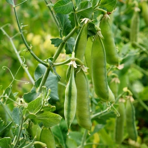 Pea 'Half Pint' 8.5cm