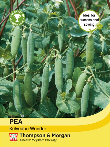 Pea Kelvedon Wonder - image 1