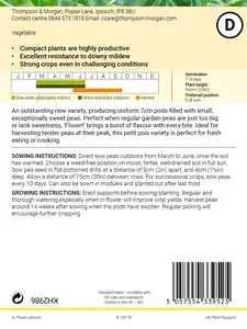 Pea (Petit Pois) Flovert Seeds - image 2