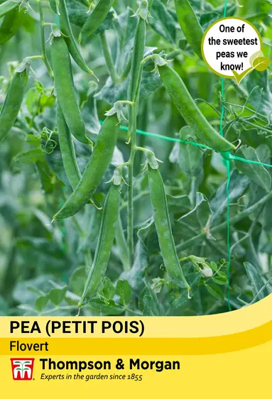 Pea (Petit Pois) Flovert Seeds - image 1