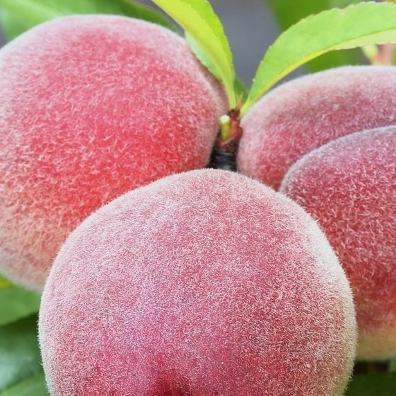 Peach 'Bonanza'