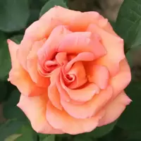 Peach Roses