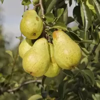 Pear