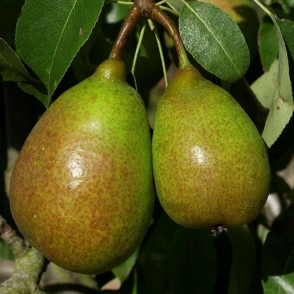 Pear 'Luisa' Gisela 5 - Patio - image 1