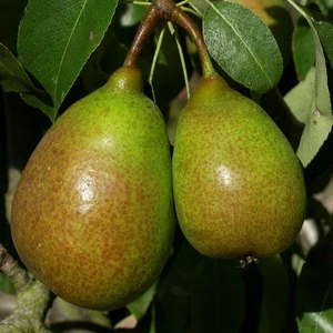 Pear 'Luisa' Gisela 5 - Patio - image 1