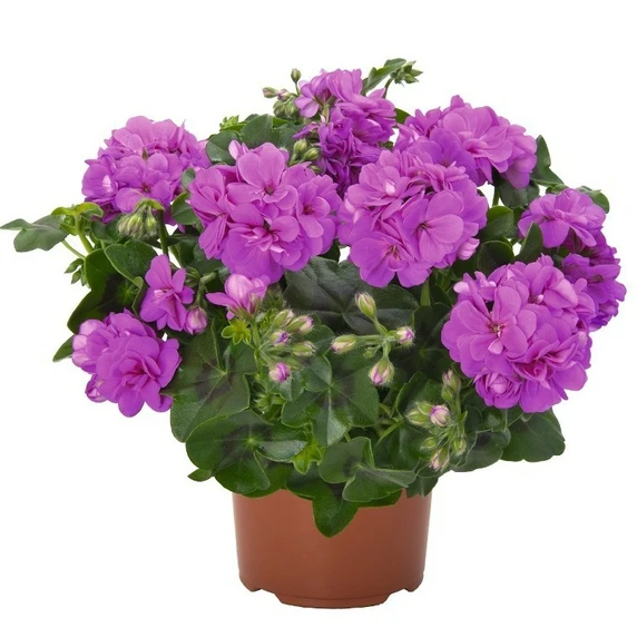 Pelargonium 'Atlantic Blue' - image 1