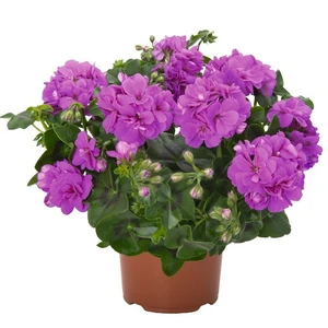 Pelargonium 'Atlantic Blue' - image 1