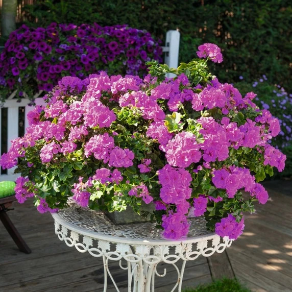 Pelargonium 'Atlantic Blue' - image 2