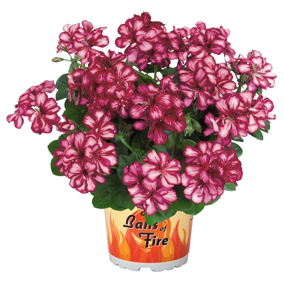 Pelargonium 'Atlantic Burgundy Blaze' - image 1