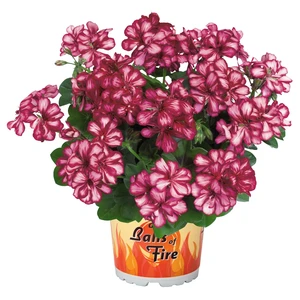 Pelargonium 'Atlantic Burgundy Blaze'
