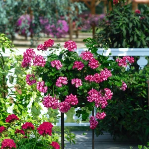 Pelargonium 'Atlantic Burgundy Blaze' - image 2